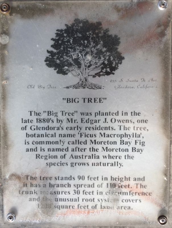 Big Tree Marker. Click for full size. Big Tree Marker image. Click for full size.