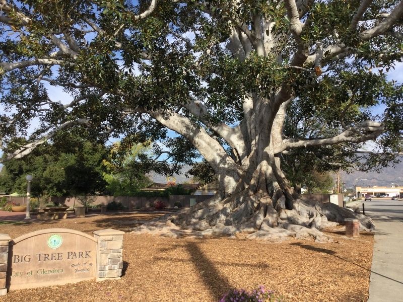 Big Tree Marker. Click for full size. Big Tree Marker image. Click for full size.