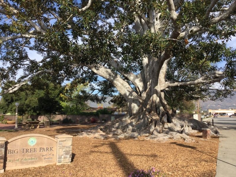 Big Tree Park And Historical Marker California