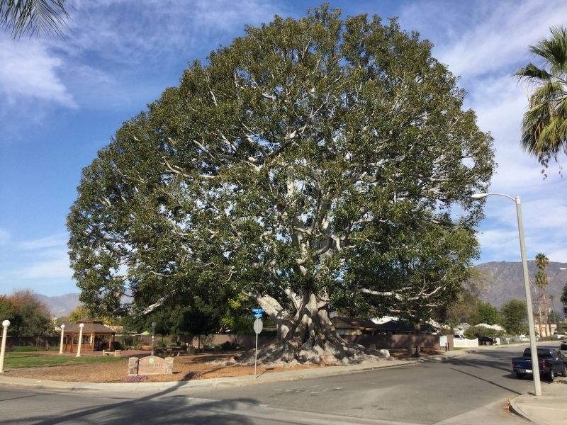 Big Tree Park And Historical Marker Glendora