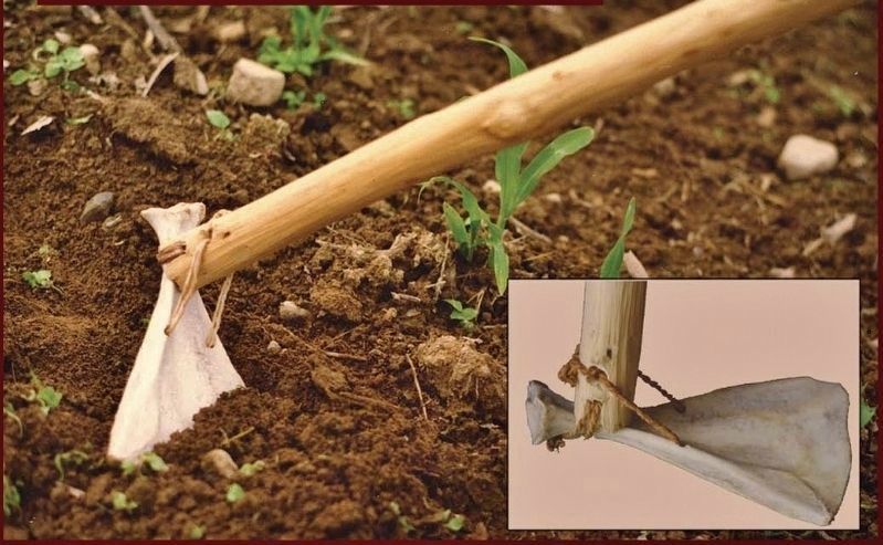 Marker detail: Native hoe made from a deer shoulder blade. Click for full size. Marker detail: Native hoe made from a deer shoulder blade image. Click for full size.