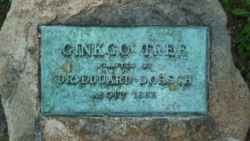 Gingko Tree planted by Doctor Eduard Dorsch, circa 1865 (<i>located beside marker</i>). Click for full size. Gingko Tree planted by Doctor Eduard Dorsch, circa 1865 (<i>located beside marker</i>) image. Click for full size.