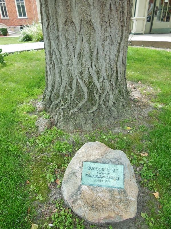 Gingko Tree planted by Doctor Eduard Dorsch, circa 1865 (<i>located beside marker</i>). Click for full size. Gingko Tree planted by Doctor Eduard Dorsch, circa 1865 (<i>located beside marker</i>) image. Click for full size.