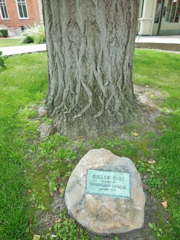 Gingko Tree planted by Doctor Eduard Dorsch, circa 1865 (<i>located beside marker</i>) image. Click for full size.