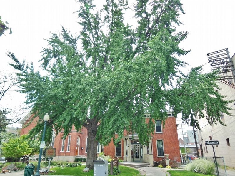 Gingko Tree planted by Doctor Eduard Dorsch, circa 1865 (<i>located beside marker</i>). Click for full size. Gingko Tree planted by Doctor Eduard Dorsch, circa 1865 (<i>located beside marker</i>) image. Click for full size.