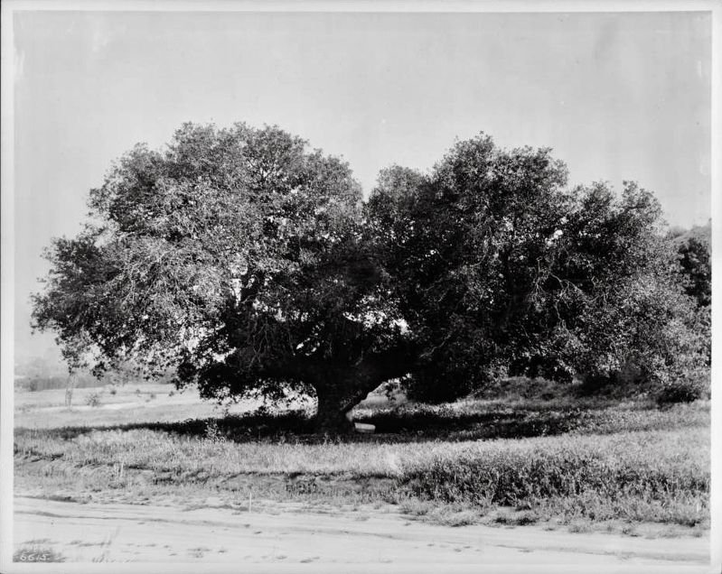 The Historic Oak Tree image. Click for full size.
