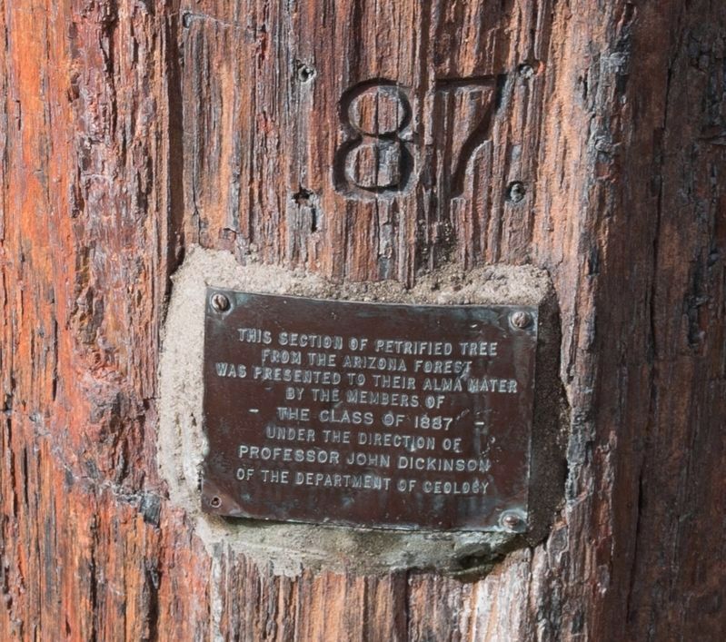 Petrified Tree Plaque image. Click for full size.
