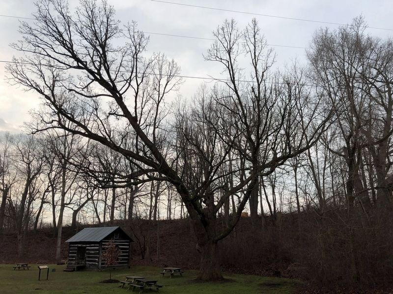 Burr Oak image. Click for full size.