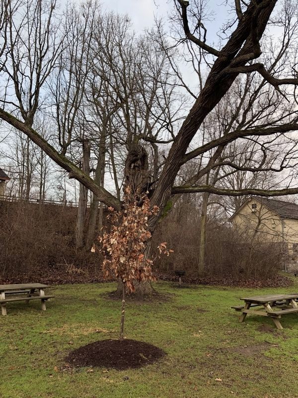 Current Burr Oak and future Oak image. Click for full size.