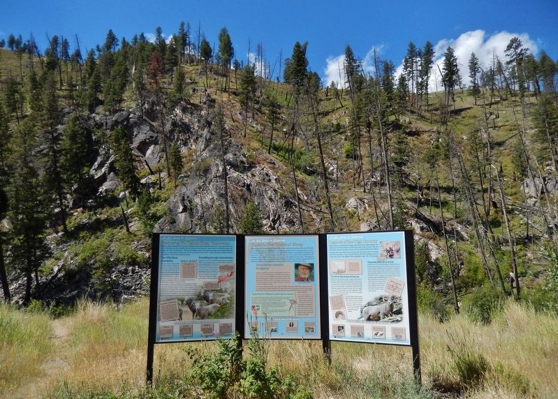 Big Horn Sheep Conservation Marker Kiosk (<i>wide view</i>). Click for full size. Big Horn Sheep Conservation Marker Kiosk (<i>wide view</i>) image. Click for full size.
