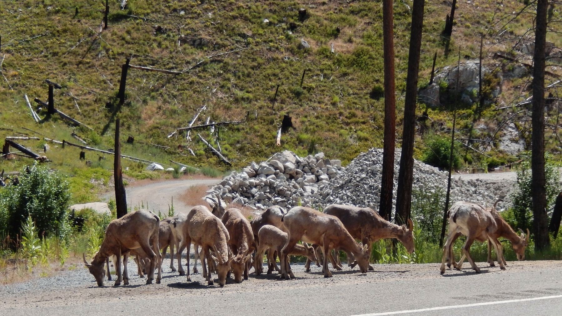 Big Horn Sheep wandering along highway, near marker. Click for full size. Big Horn Sheep wandering along highway, near marker image. Click for full size.