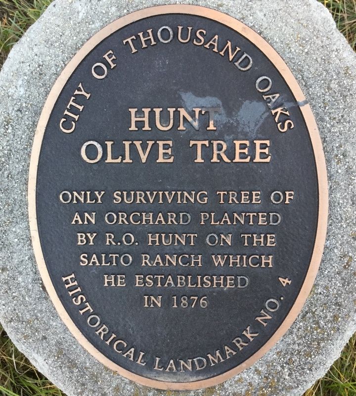 Hunt Olive Tree Marker image. Click for full size.