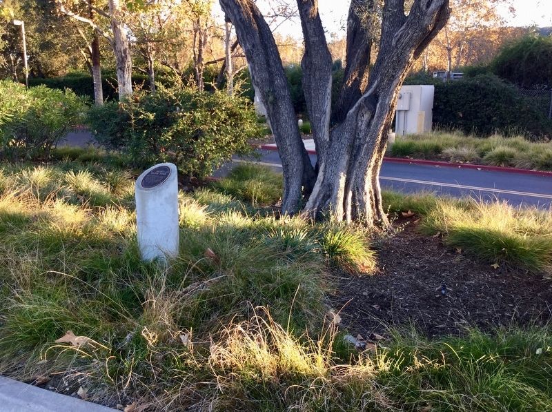 Hunt Olive Tree and Marker. Click for full size. Hunt Olive Tree and Marker image. Click for full size.