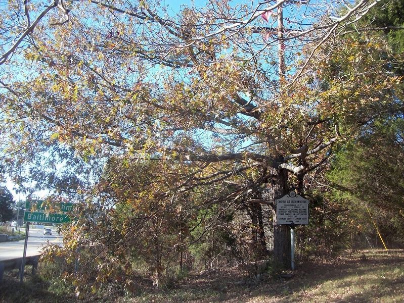 300 Year Old Southern Red Oak Marker. Click for full size. 300 Year Old Southern Red Oak Marker image. Click for full size.