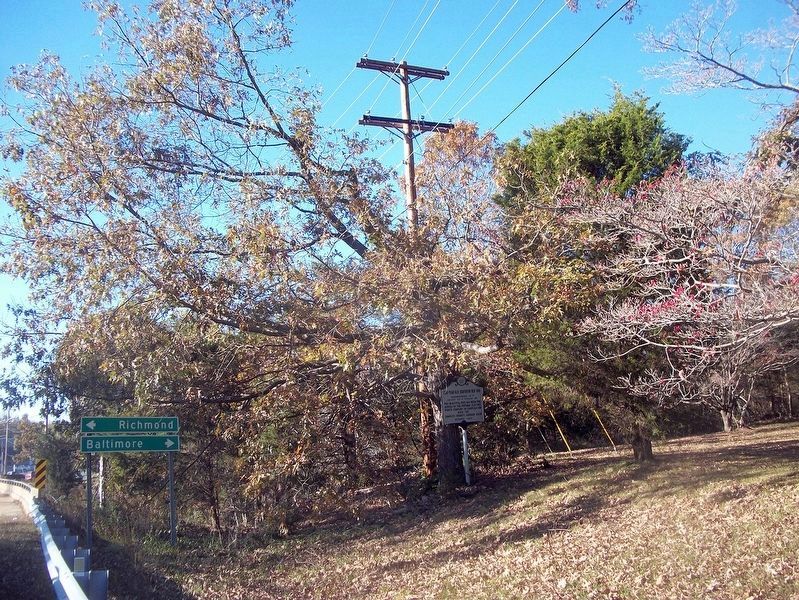 300 Year Old Southern Red Oak Marker. Click for full size. 300 Year Old Southern Red Oak Marker image. Click for full size.