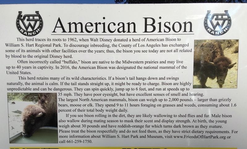 American Bison Marker image. Click for full size.