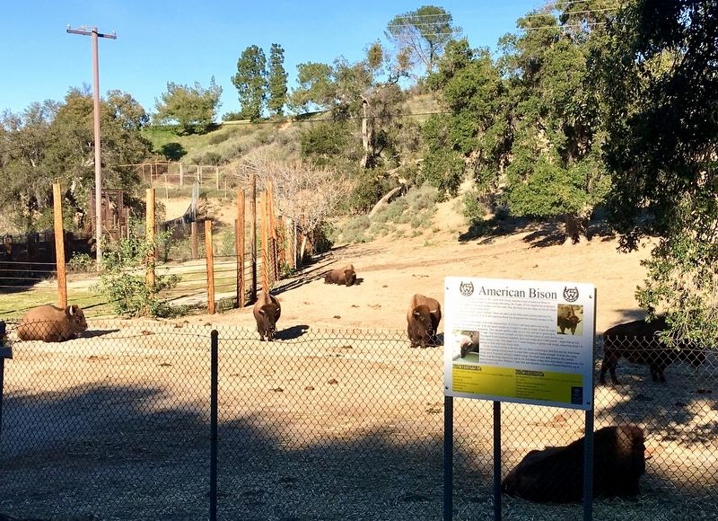 American Bison and Marker image. Click for full size.