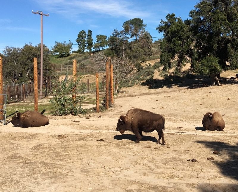American Bison image. Click for full size.