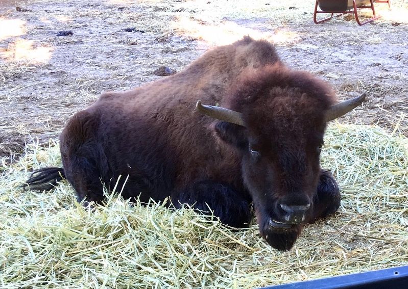 American Bison image. Click for full size.