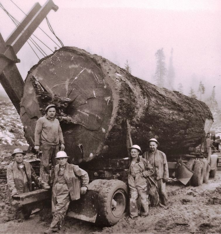 Marker detail: Holdridge and Wren Logging Company, 1958 image. Click for full size.