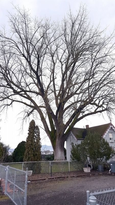 Beall Black Walnut Marker. Click for full size. Beall Black Walnut Marker image. Click for full size.