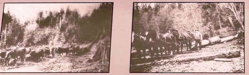 Marker photos: (1) oxen and (2) horses image. Click for full size.