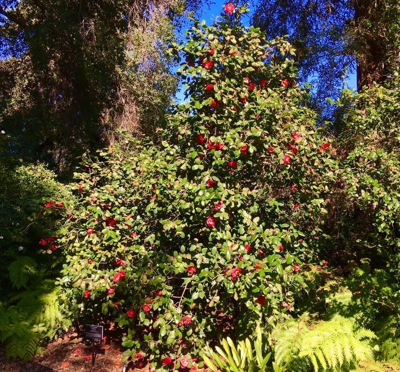 Camellia Japonica ‘California’ In Bloom. Click for full size. Camellia Japonica ‘California’ In Bloom image. Click for full size.