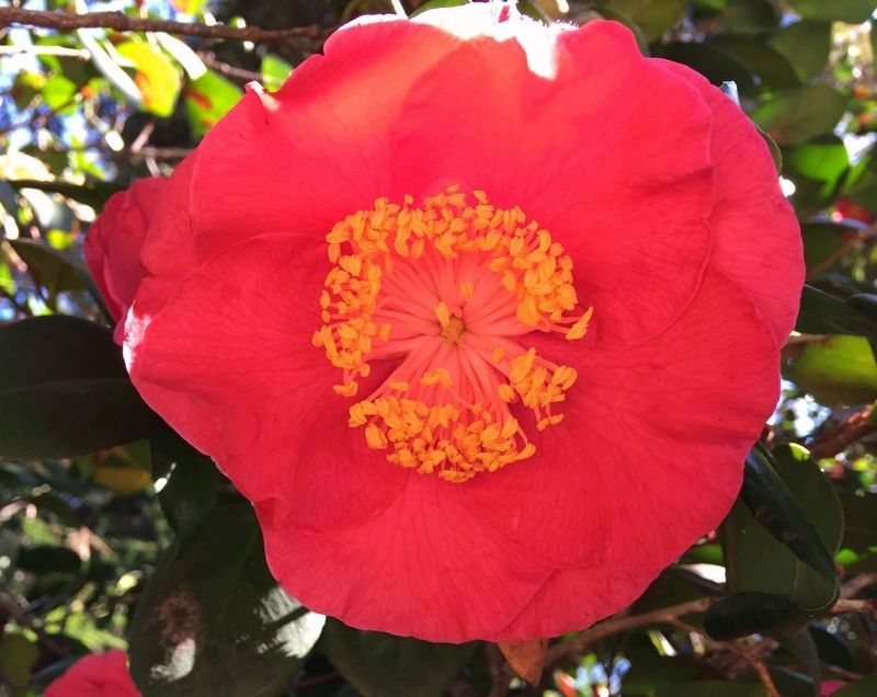 Camellia Japonica California image. Click for full size.