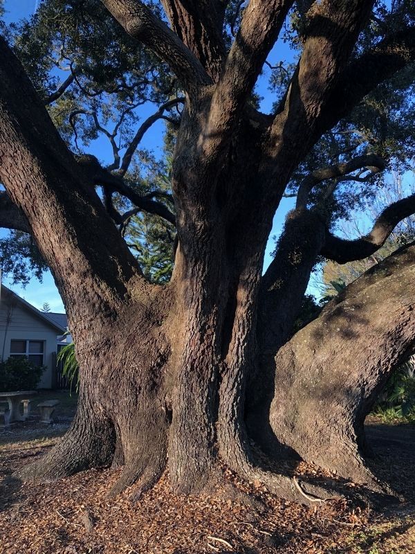 Walden's Live Oak image. Click for full size.