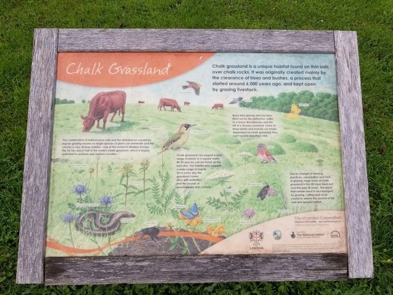 Chalk Grassland Marker image. Click for full size.