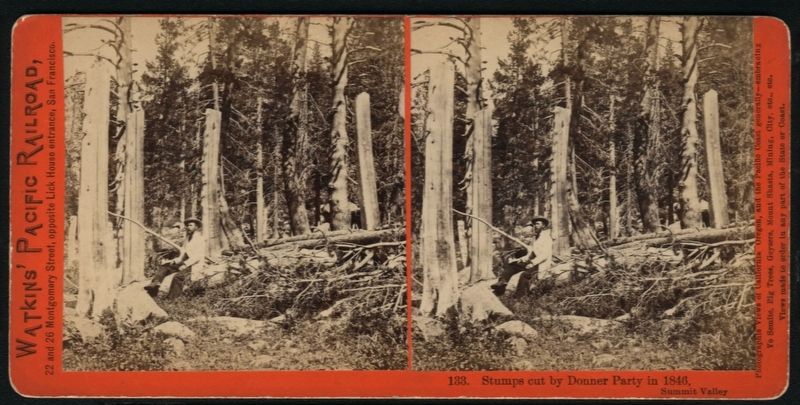 Stumps cut by Donner Party in 1846. Click for full size. Stumps cut by Donner Party in 1846 image. Click for full size.
