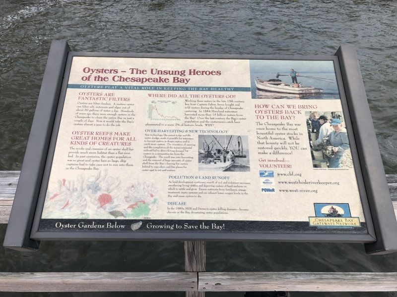 Oysters — The Unsung Heroes of the Chesapeake Bay. Click for full size. Oysters — The Unsung Heroes of the Chesapeake Bay image. Click for full size.