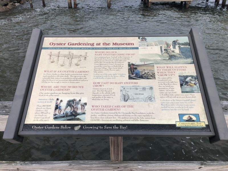 Oyster Gardening at the Museum. Click for full size. Oyster Gardening at the Museum image. Click for full size.