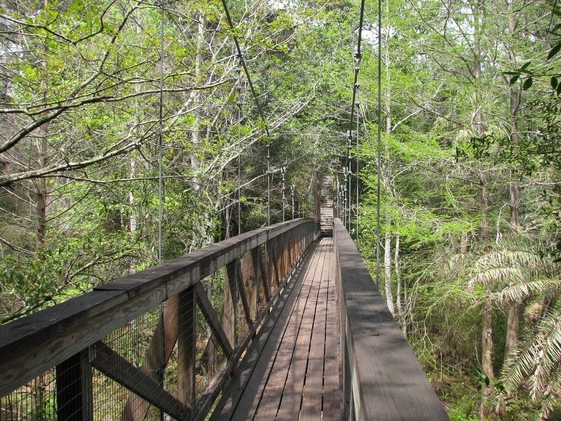 Ravine Gardens Suspension Bridge (<i>deck & cable view</i>). Click for full size. Ravine Gardens Suspension Bridge (<i>deck & cable view</i>) image. Click for full size.
