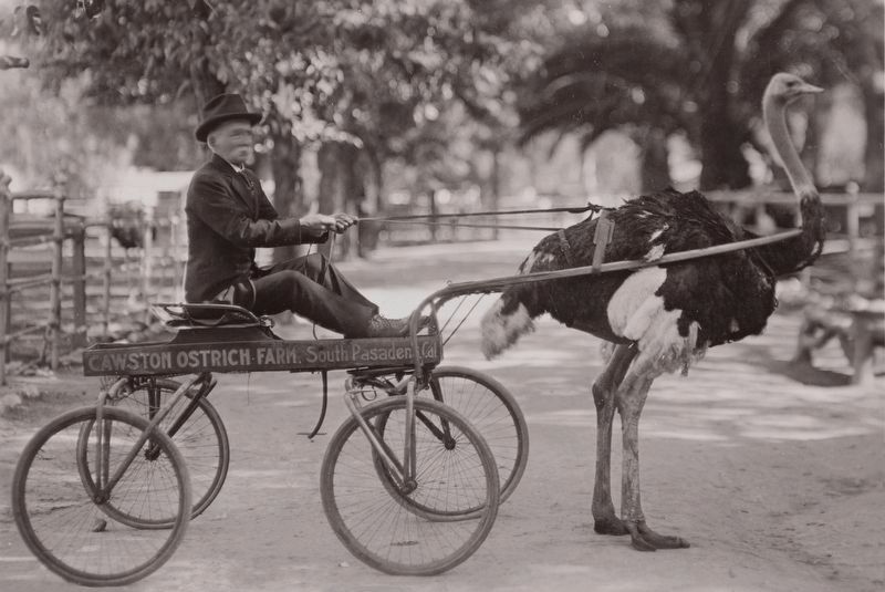 Cawston Ostrich Farm Postcard. Click for full size. Cawston Ostrich Farm Postcard image. Click for full size.