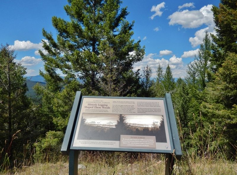 Historic Logging Shaped These Woods Marker (<i>wide view</i>) image. Click for full size.