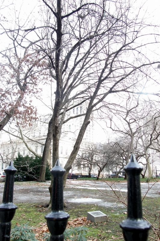 The Freedom Tree and Marker image. Click for full size.