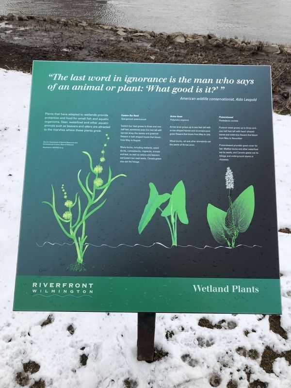 Wetland Plants. Click for full size. Wetland Plants image. Click for full size.