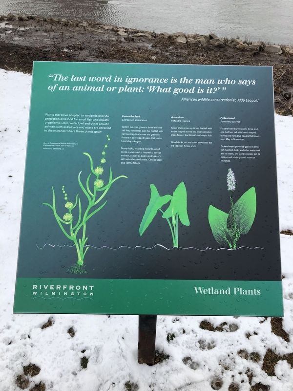 Wetland Plants image. Click for full size.