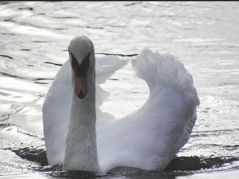 Mute swan on Lake Morton, Lakeland, Florida image. Click for full size.