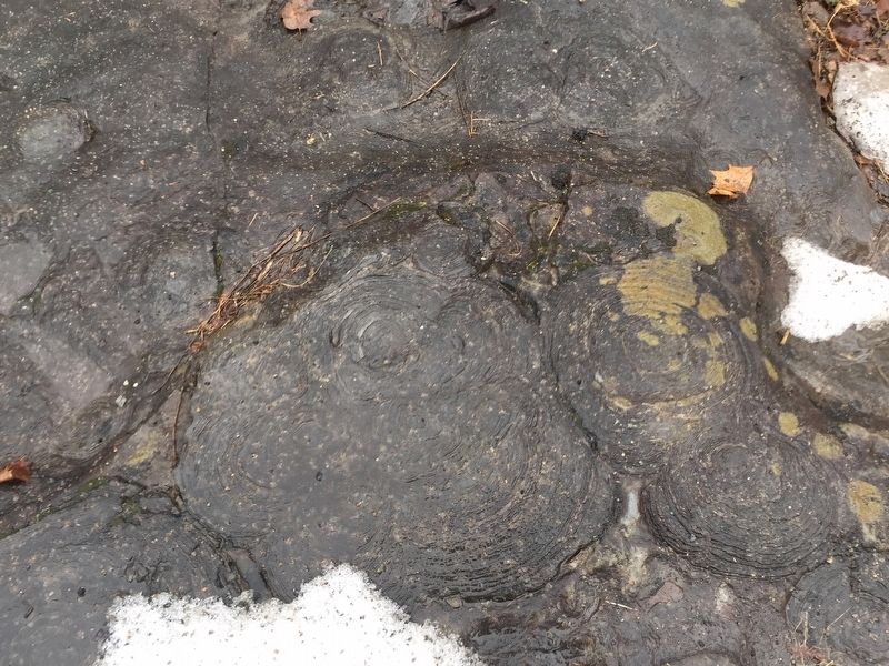 Fossilized Sea Bottom. Click for full size. Fossilized Sea Bottom image. Click for full size.