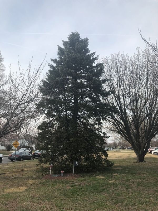 The Freedom Tree image. Click for full size.