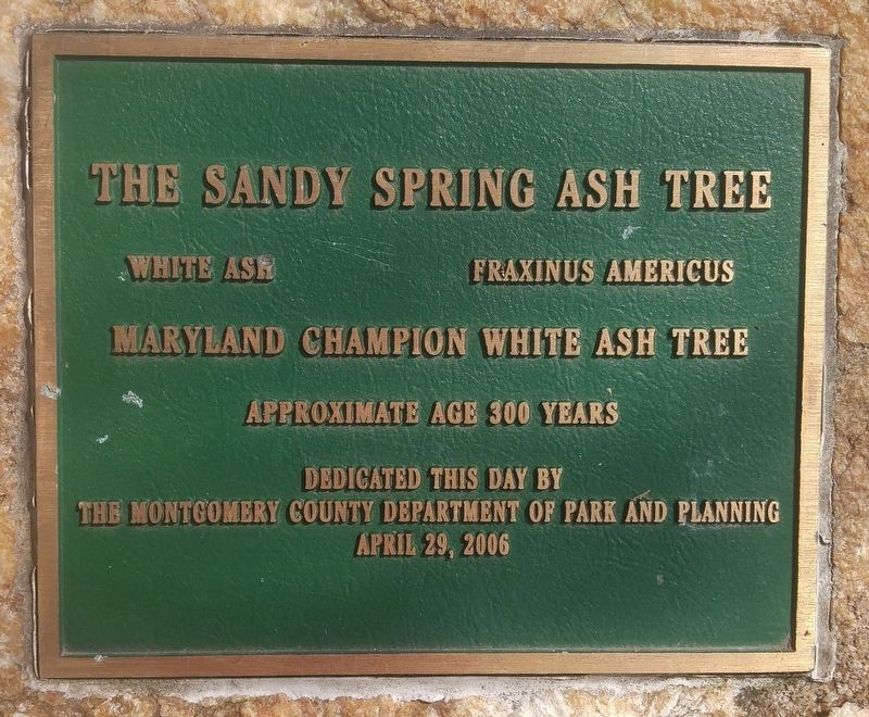 The Sandy Spring Ash Tree Marker image. Click for full size.