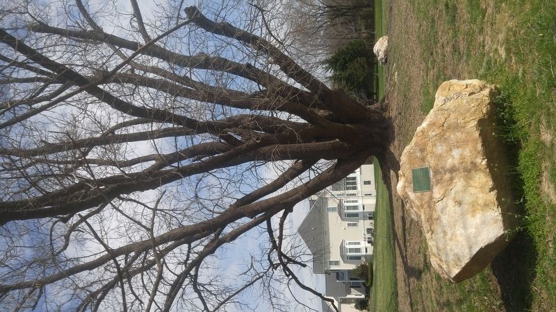 The Sandy Spring Ash Tree Marker. Click for full size. The Sandy Spring Ash Tree Marker image. Click for full size.