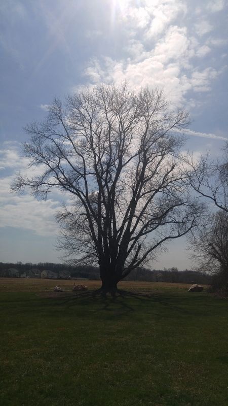 The Sandy Spring Ash Tree image. Click for full size.