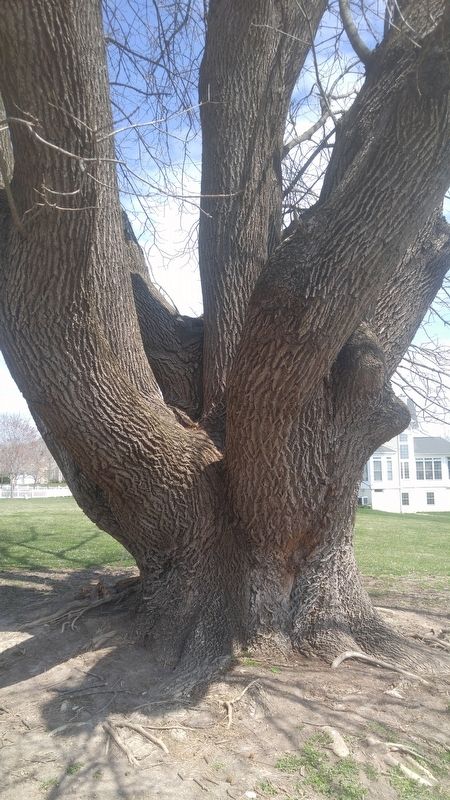 The Sandy Spring Tree Trunk. Click for full size. The Sandy Spring Tree Trunk image. Click for full size.
