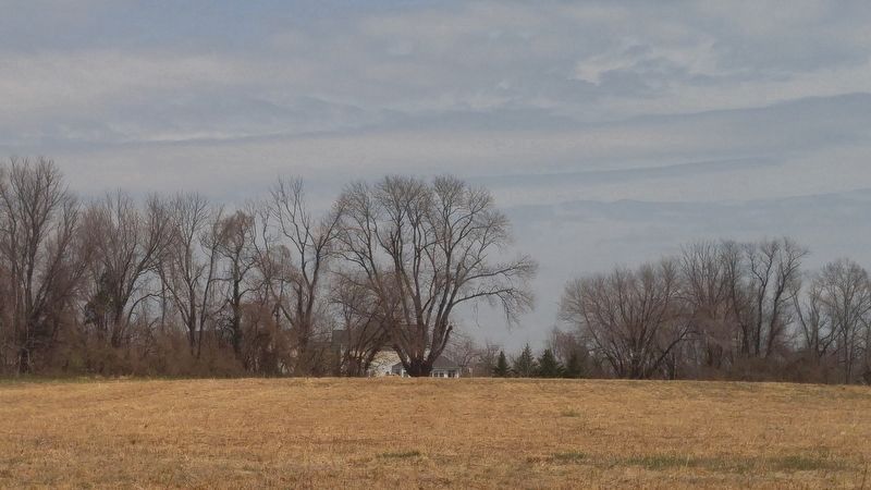 The Sandy Spring Ash Tree. Click for full size. The Sandy Spring Ash Tree image. Click for full size.