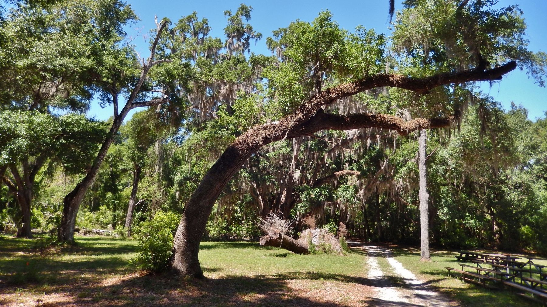 Old Military Road / Seminole Heritage Trail (<i>Old Military Road segment near marker</i>) image. Click for full size.