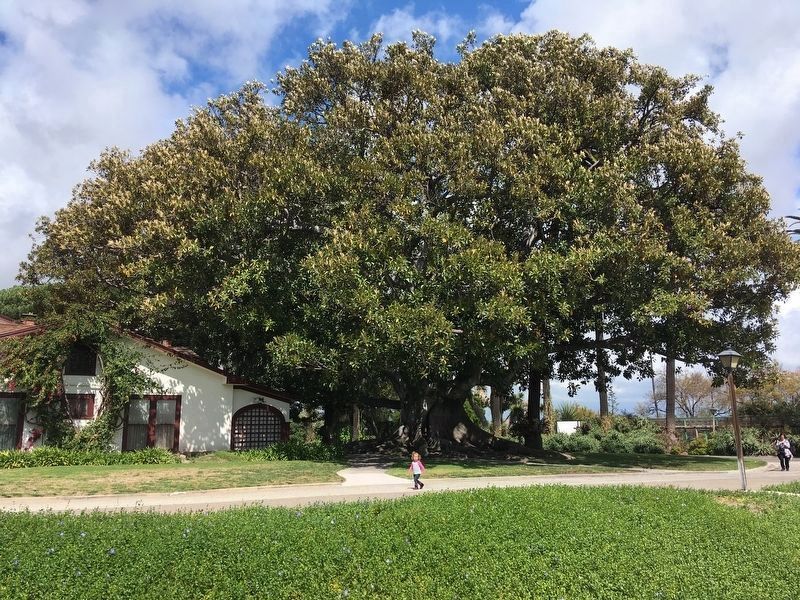 Moreton Bay Fig Tree image. Click for full size.