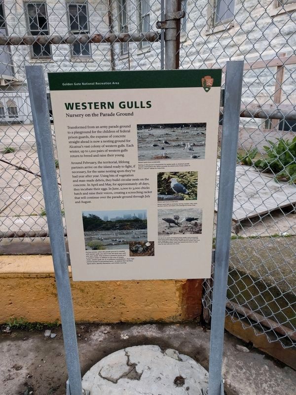 Western Gulls: Nursery on the Parade Ground Marker image. Click for full size.